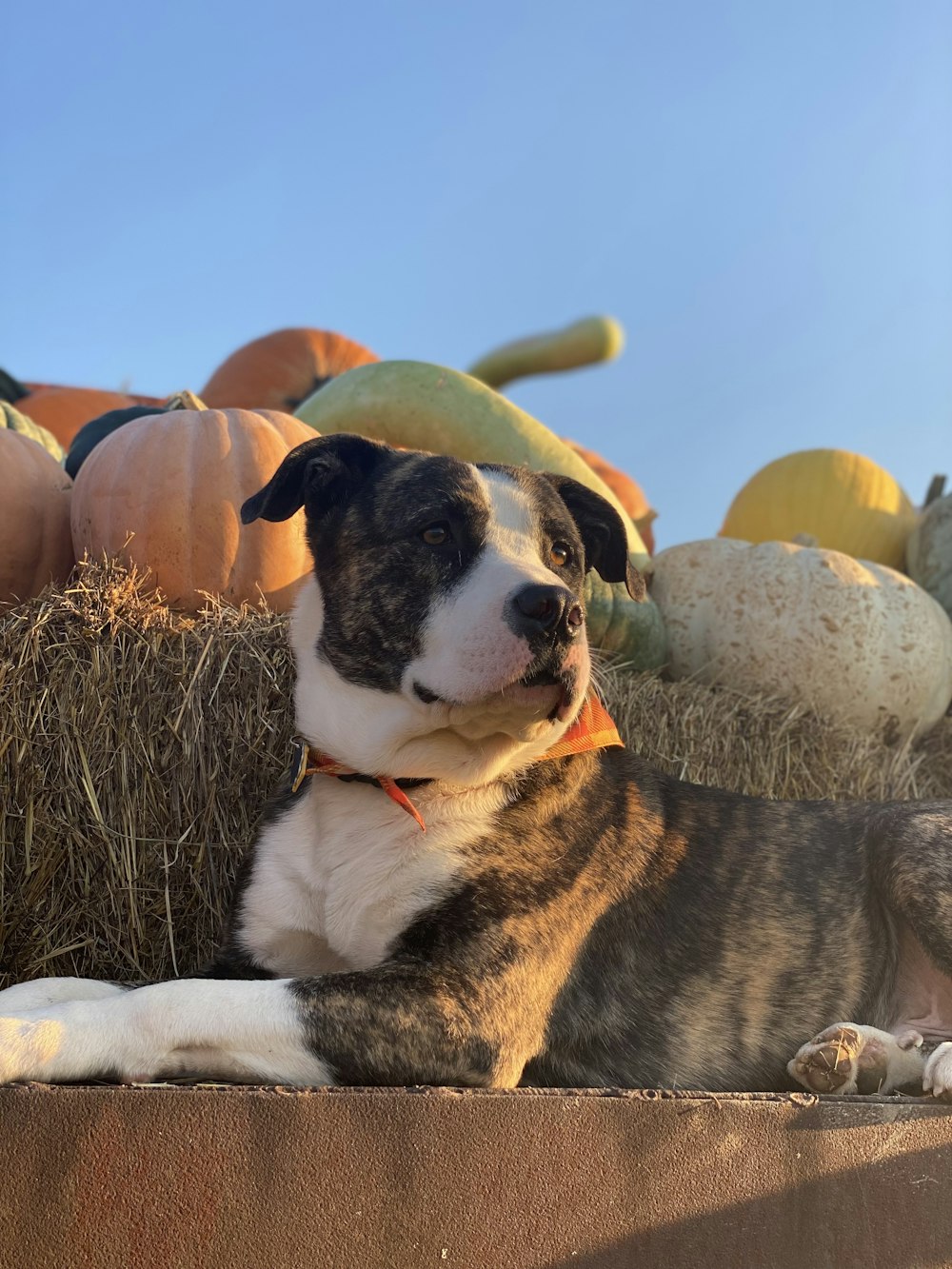 a dog laying on a pile of hay next to pumpkins