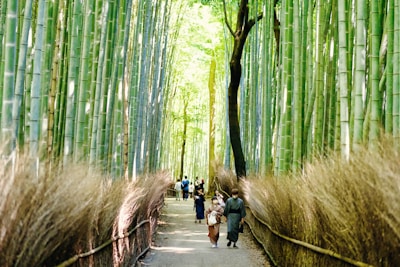 A serene bamboo forest path with tall bamboo stalks on either side. Several people in traditional and modern clothing are walking along the pathway, which is flanked by short barriers made of bamboo and dried grasses.