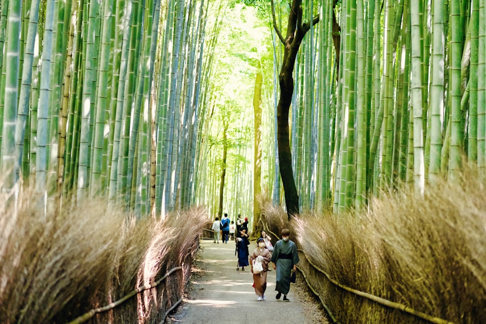 a group of people walking through a bamboo forest