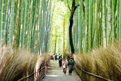 Arashiyama Bamboo Grove Walk