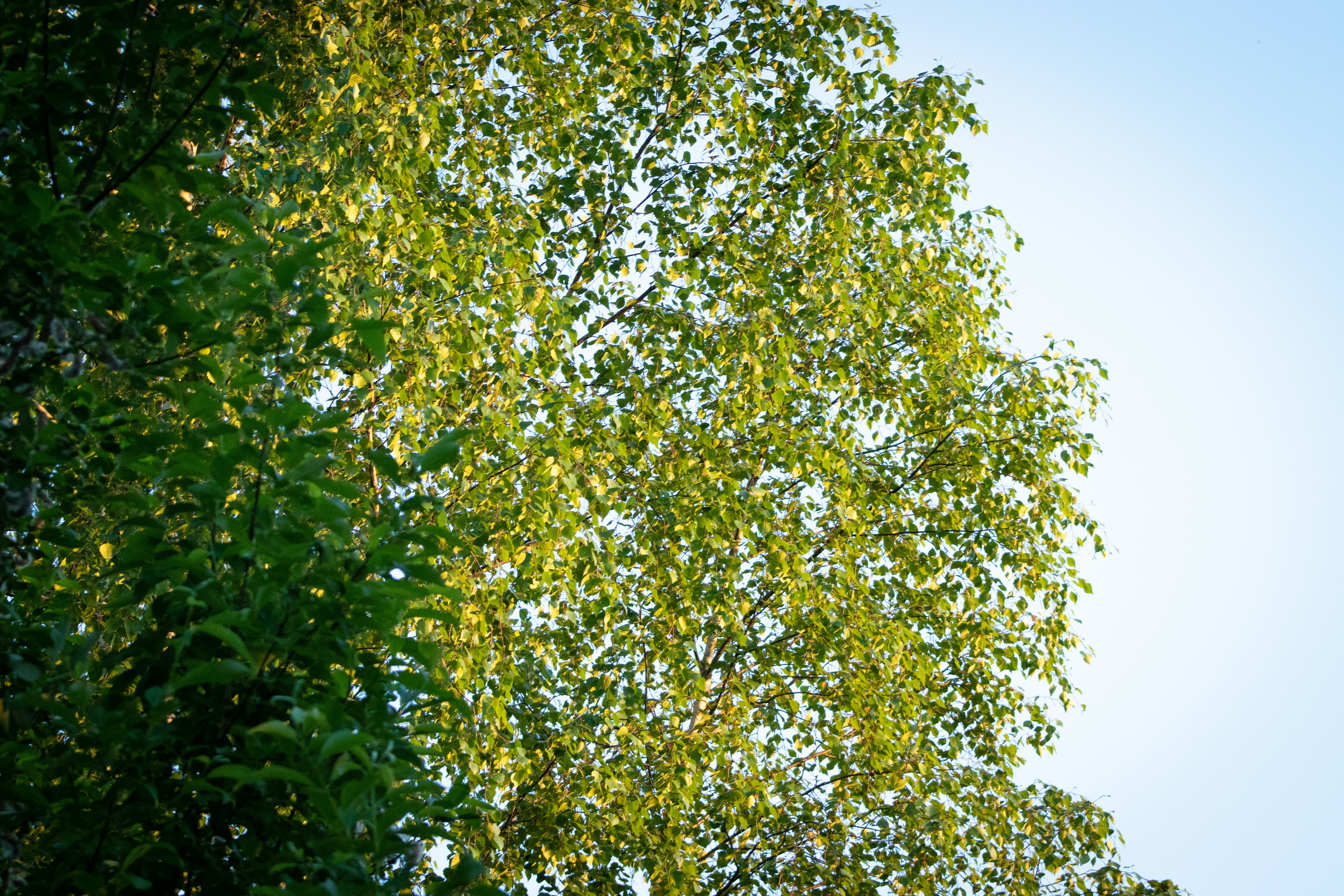 Photo by alpridephoto