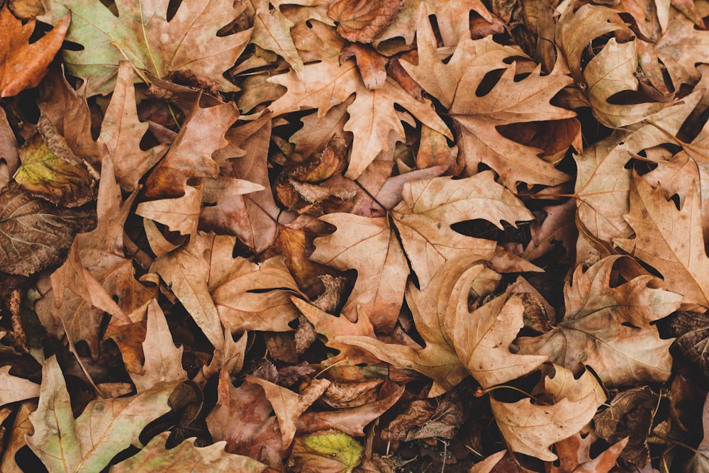 a bunch of leaves that are laying on the ground