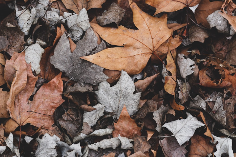 a bunch of leaves that are laying on the ground