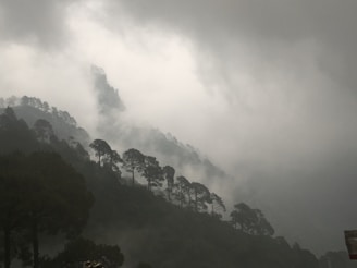 Misty mountains rising behind dense walnut groves at sunrise.