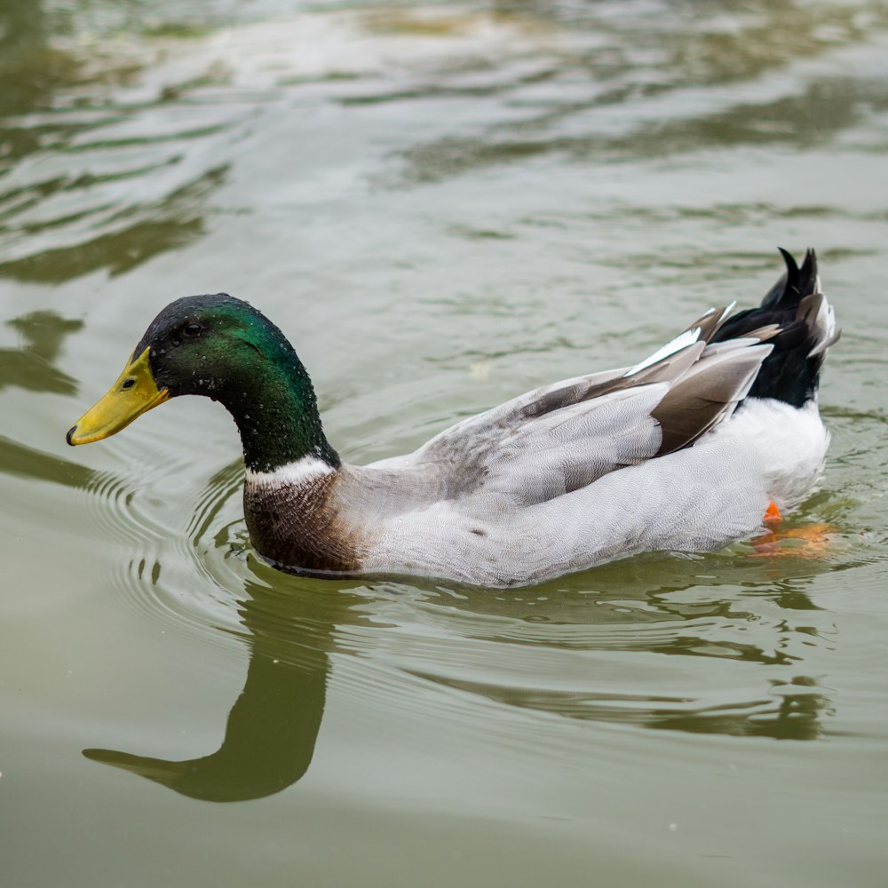 a duck floating on top of a body of water