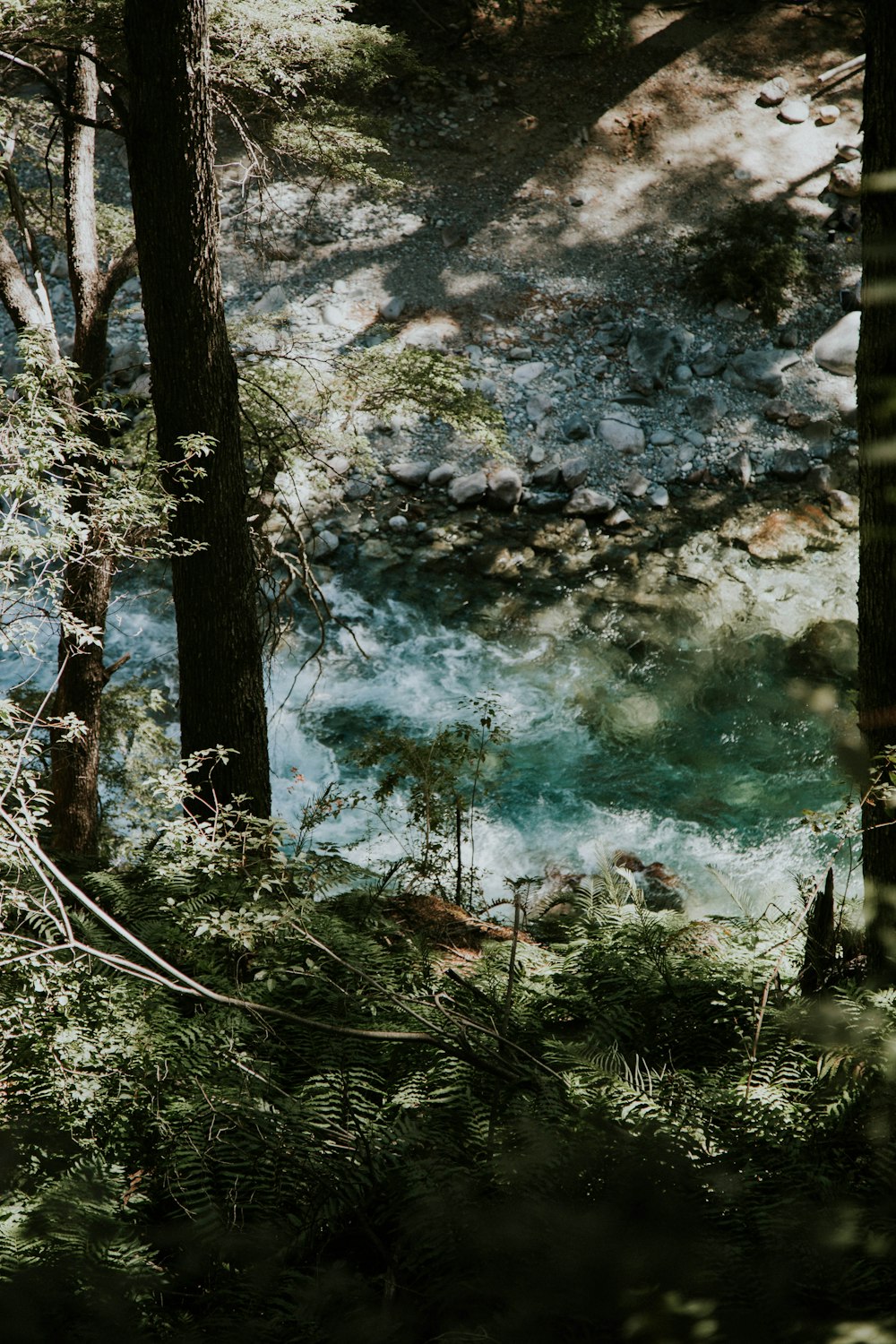 a river running through a forest filled with lots of trees