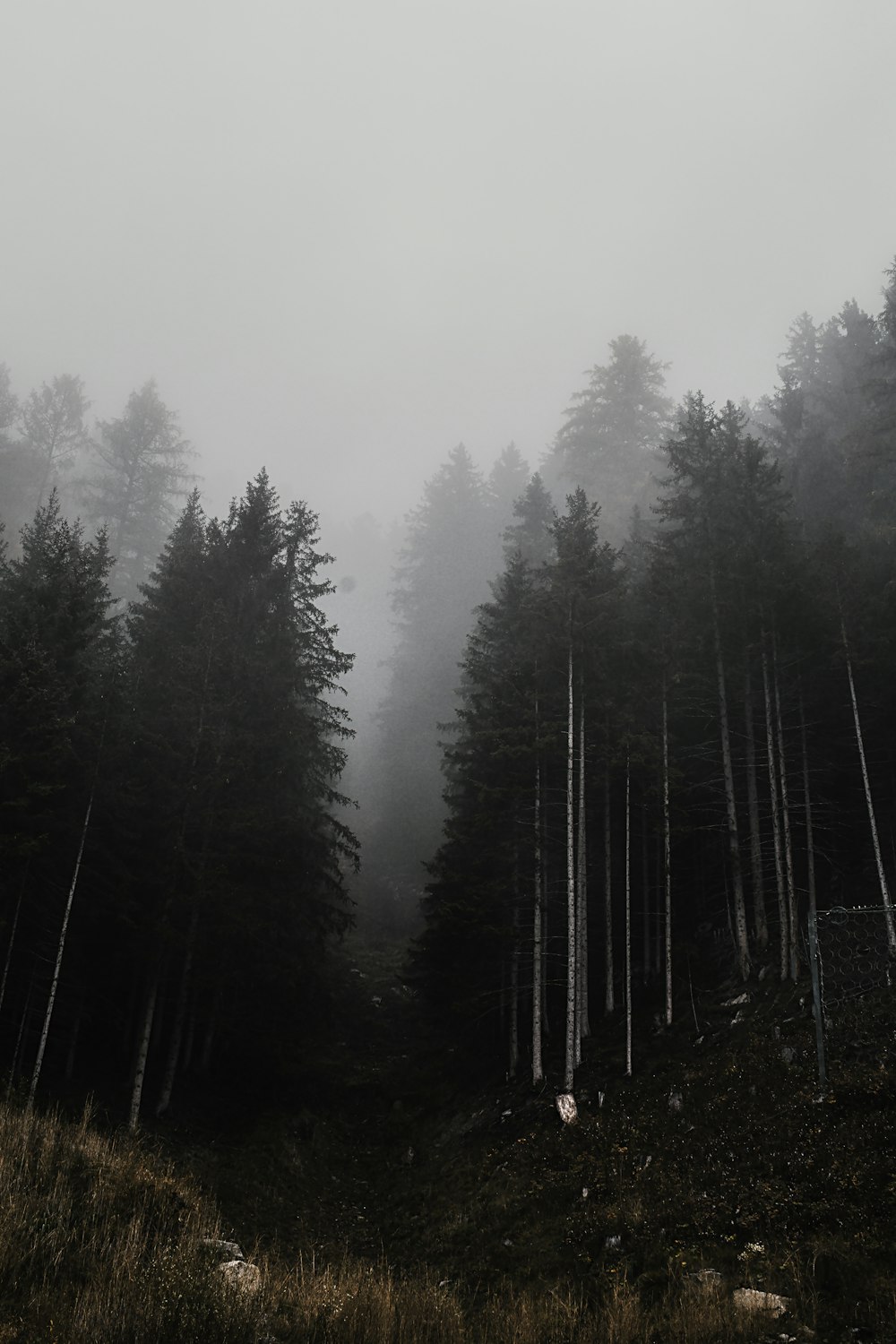 a foggy forest filled with lots of trees