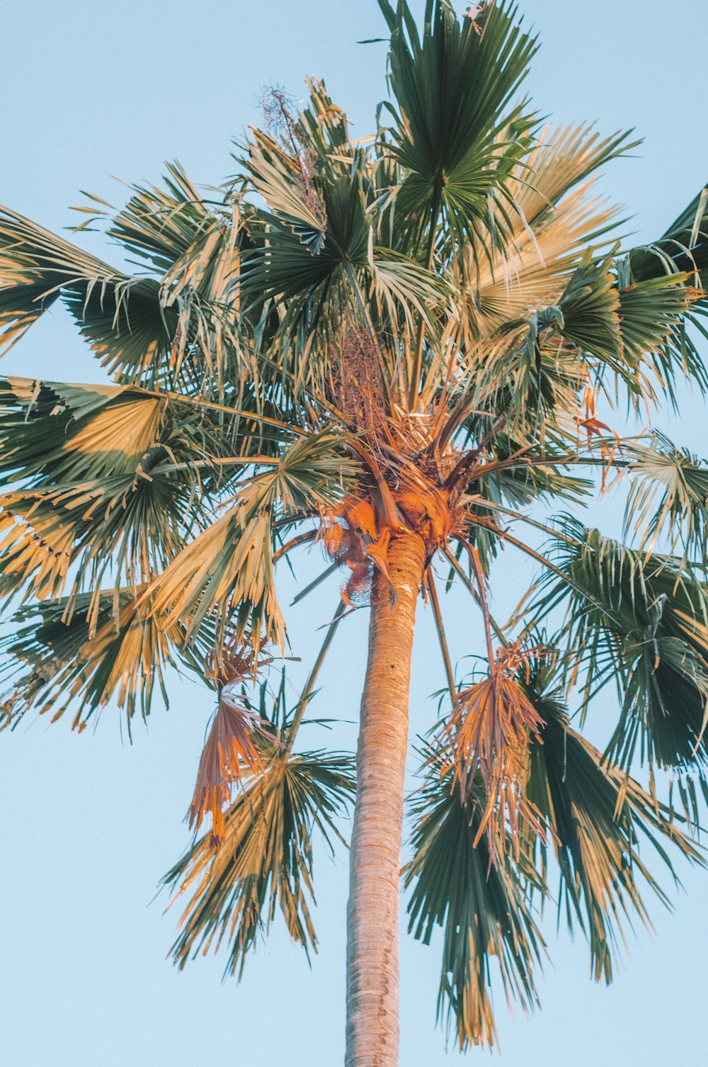 a palm tree with a blue sky in the background