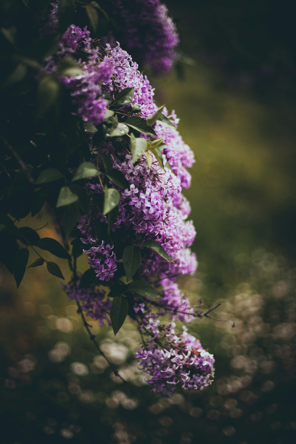 a bunch of purple flowers hanging from a tree