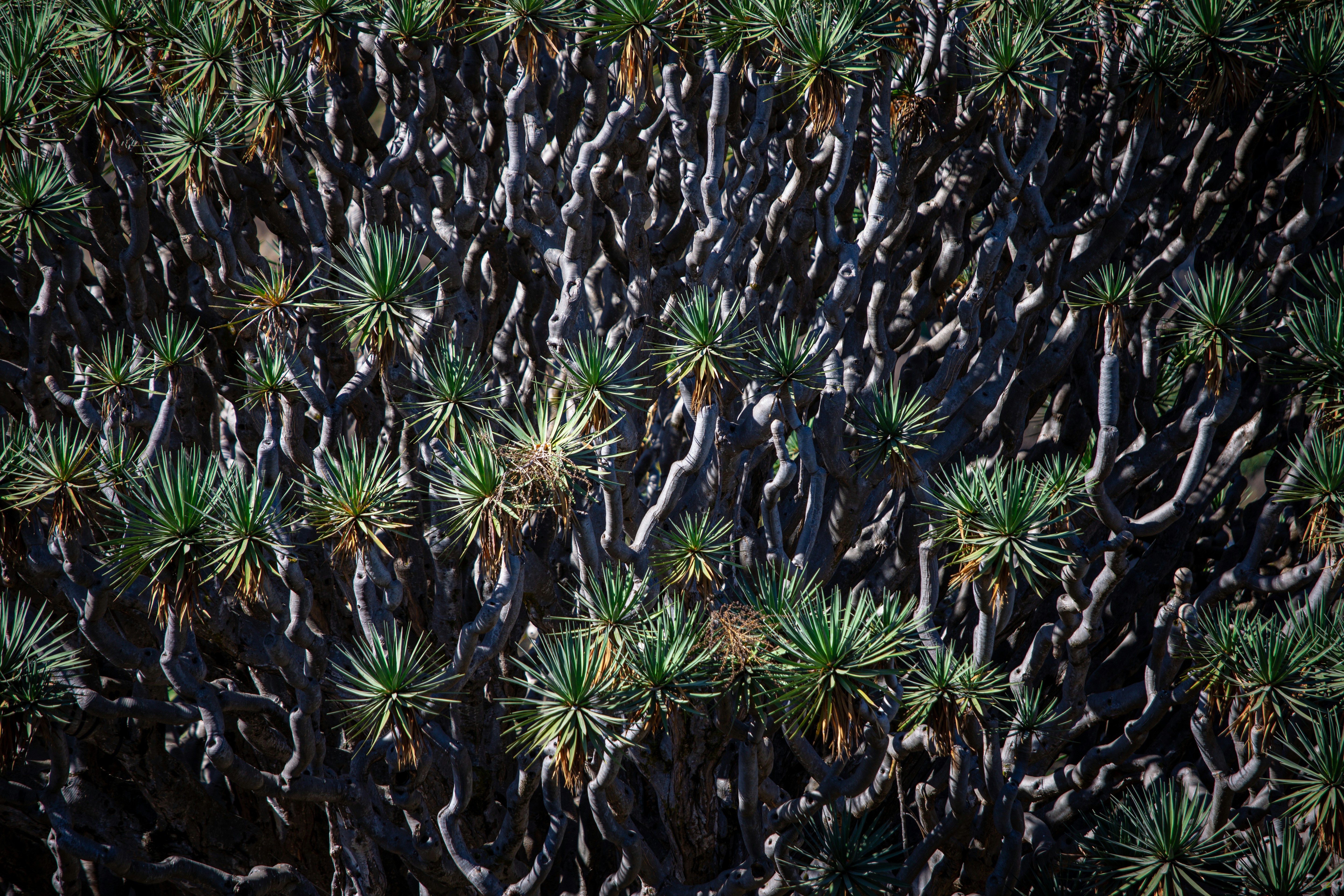a group of small green plants growing on top of a tree | Houfy — Book Direct