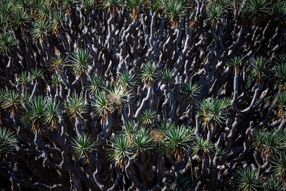 a group of small green plants growing on top of a tree