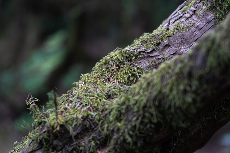 Garajonay National Park