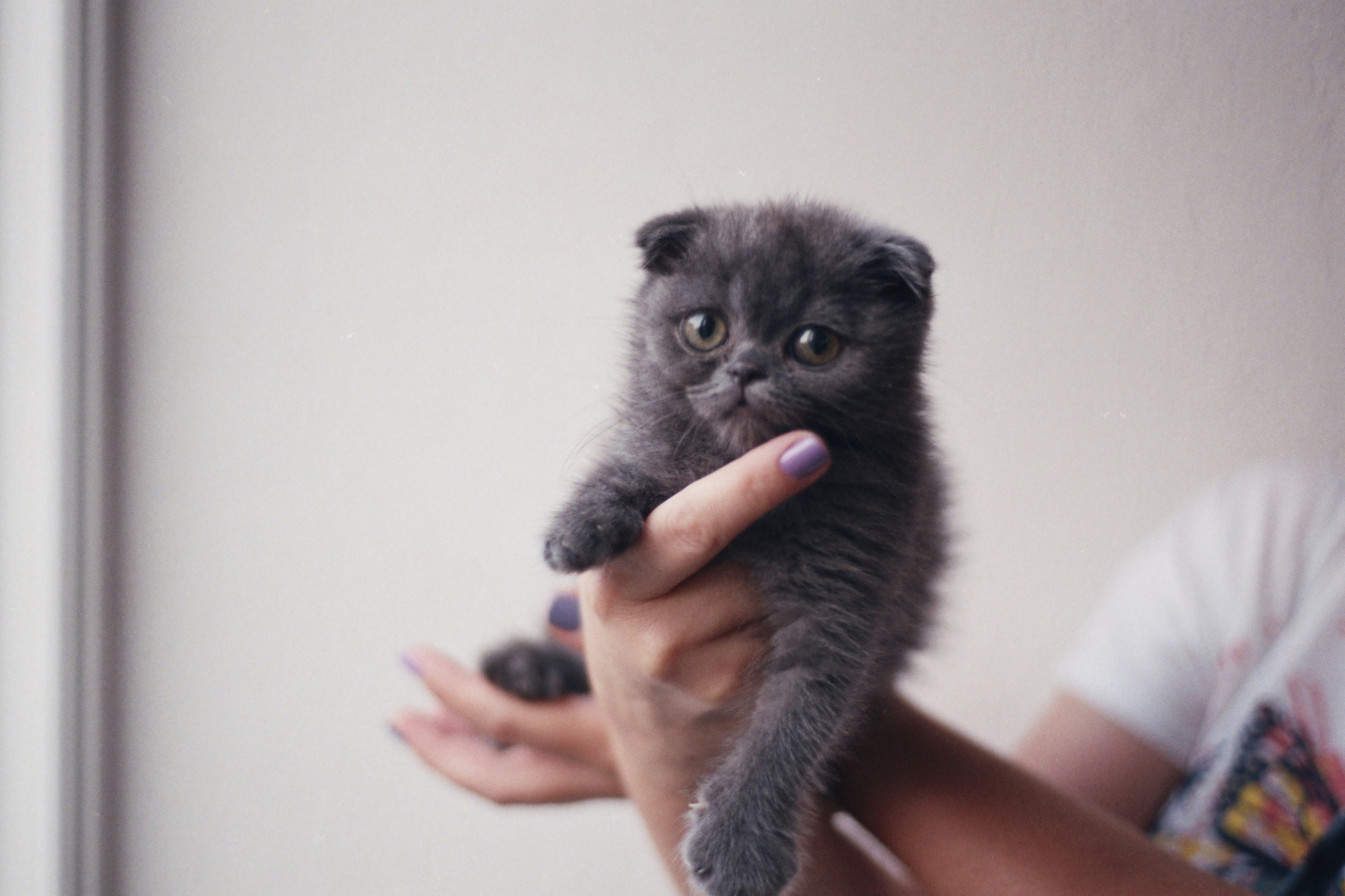 The Rise of Meme-Kitty: How One Silly Face Took the Internet by Storm