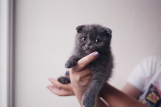 A small, fluffy gray kitten with large, expressive eyes is cradled in a person's hands. The kitten looks directly at the camera, exhibiting a curious and innocent demeanor. The person's nails are painted purple, adding a splash of color to the otherwise muted tones of the image. The background is softly blurred, emphasizing the focus on the kitten.