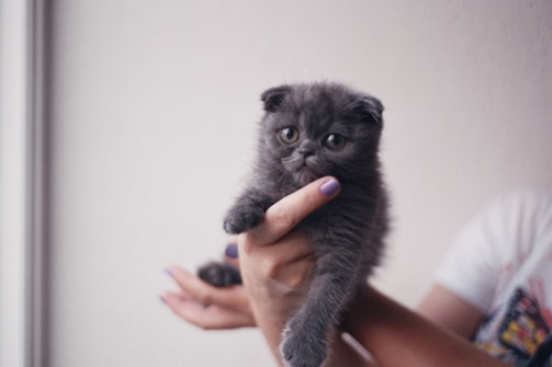 A small, fluffy gray kitten with large, expressive eyes is cradled in a person's hands. The kitten looks directly at the camera, exhibiting a curious and innocent demeanor. The person's nails are painted purple, adding a splash of color to the otherwise muted tones of the image. The background is softly blurred, emphasizing the focus on the kitten.