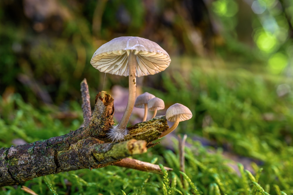 Un gruppo di funghi seduti sulla cima di un ramo d'albero