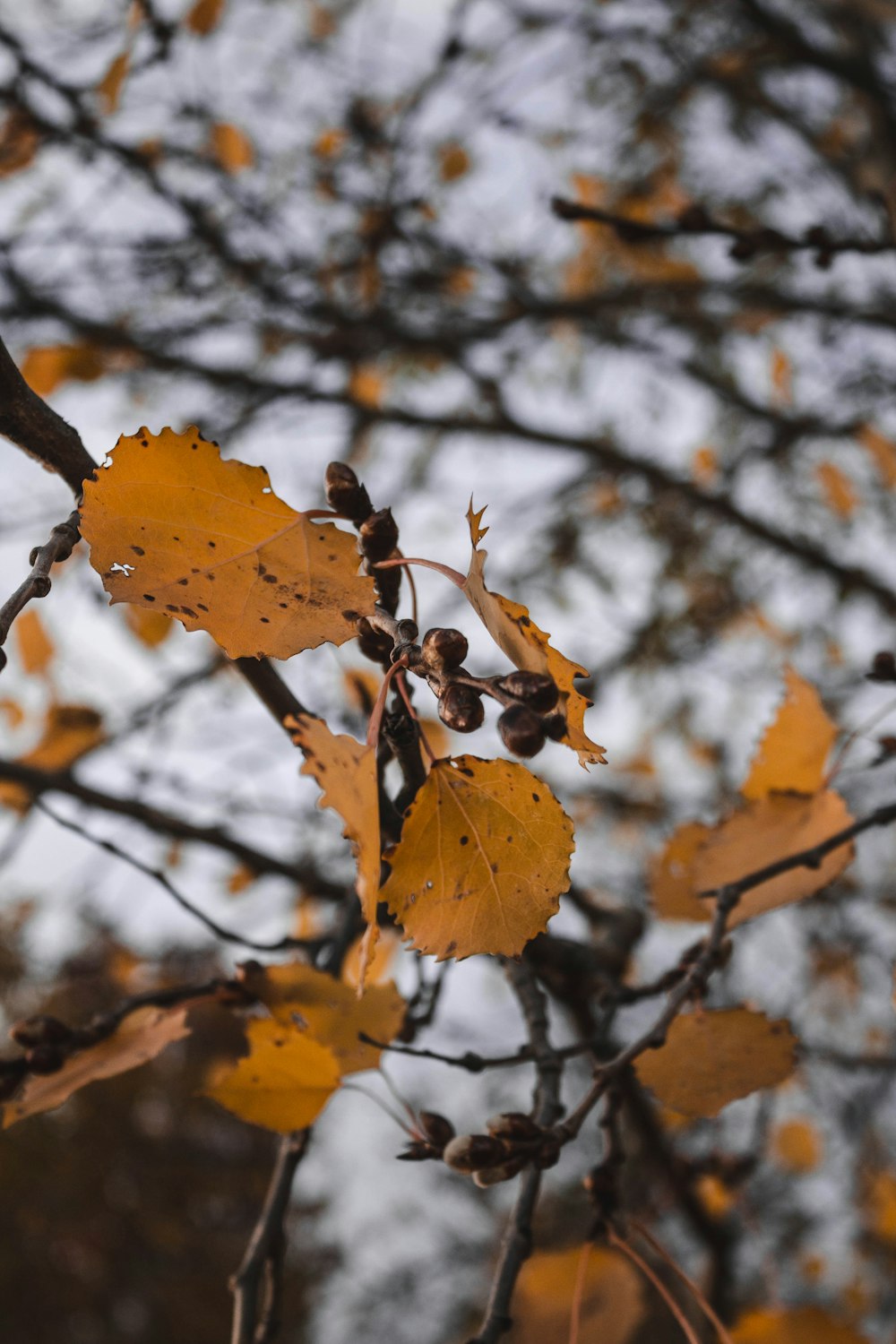 a tree branch with yellow leaves and brown leaves