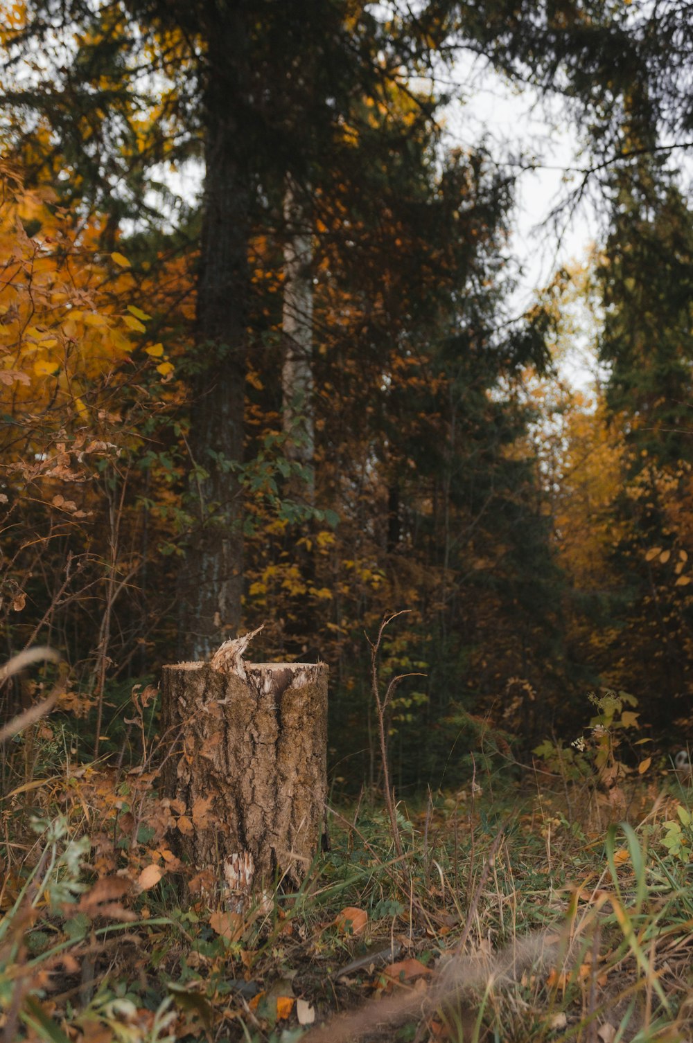 a tree stump sitting in the middle of a forest