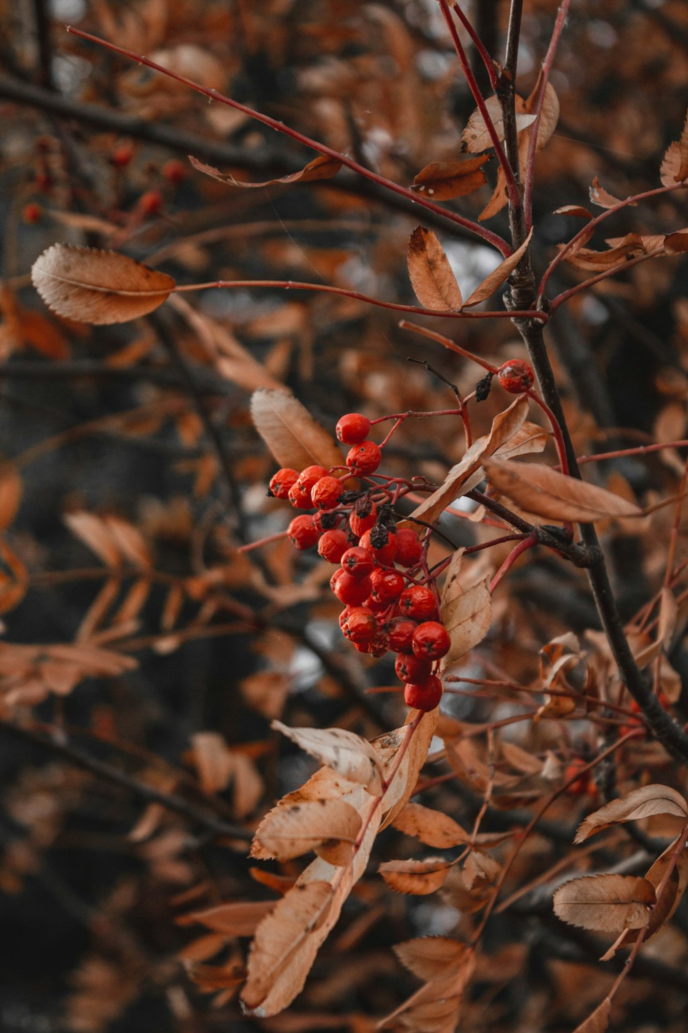 a bunch of berries that are on a tree