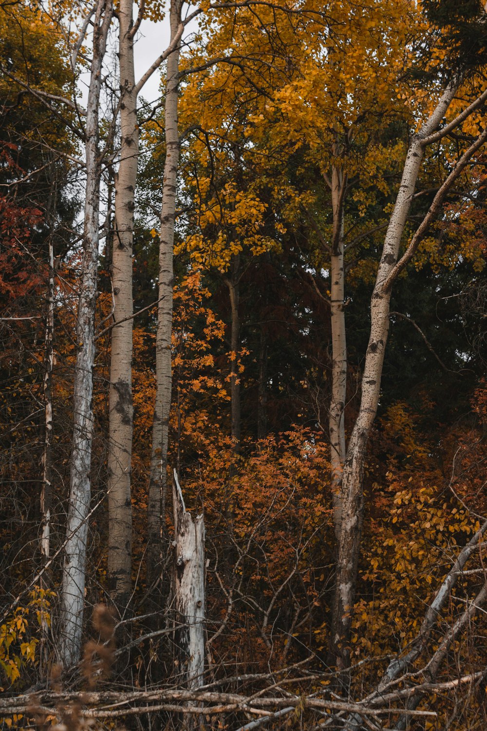 a forest filled with lots of tall trees