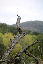 a dead tree branch in the middle of a forest