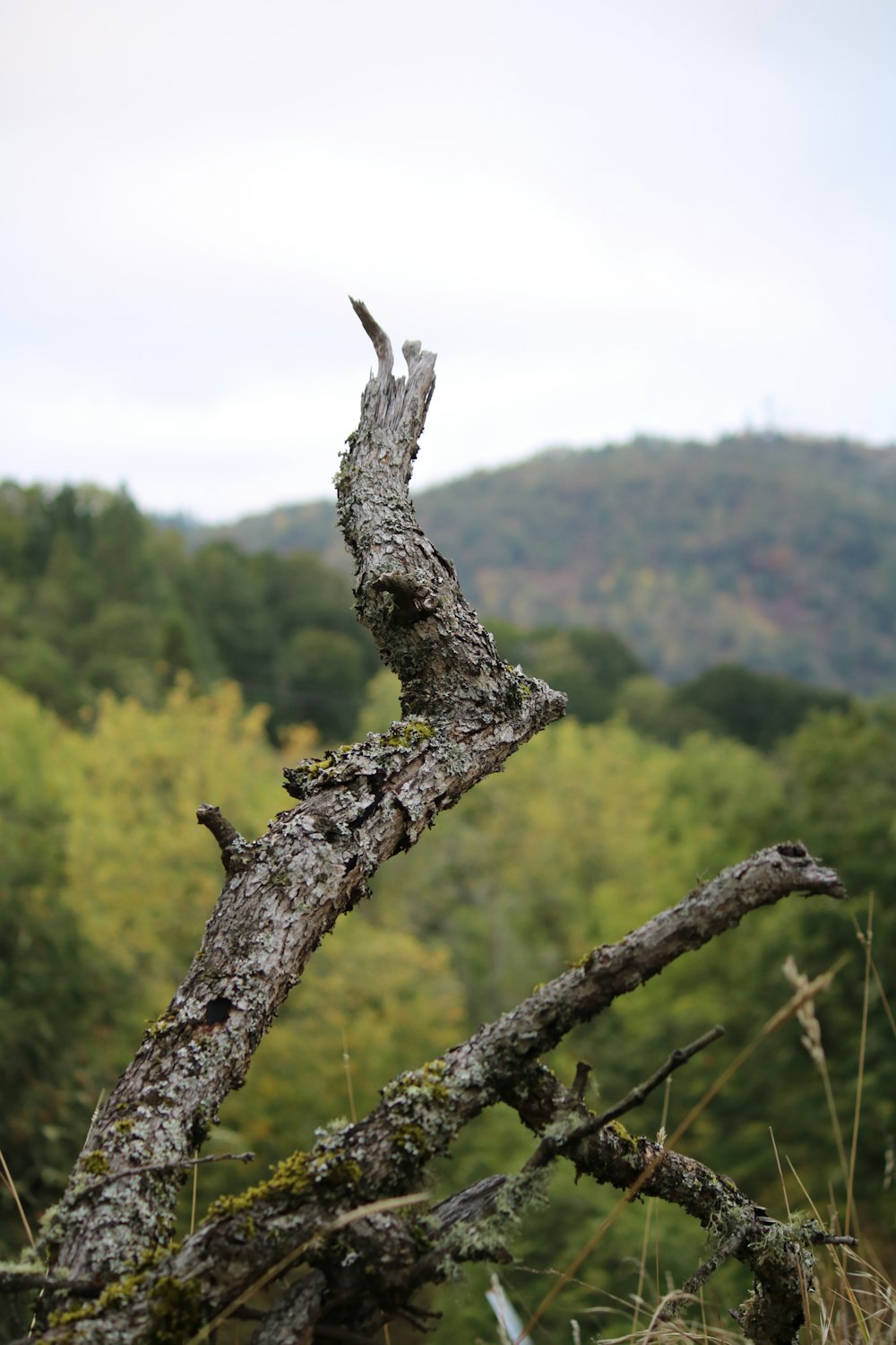 a dead tree branch in the middle of a forest