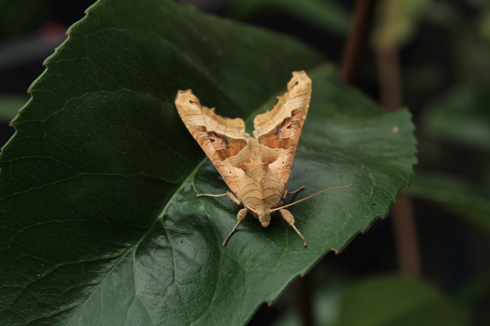 a moth sitting on top of a green leaf