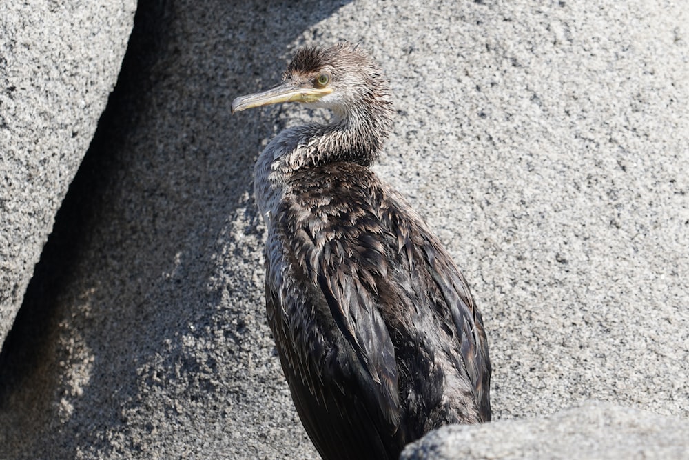 a bird standing on a rock in the sun