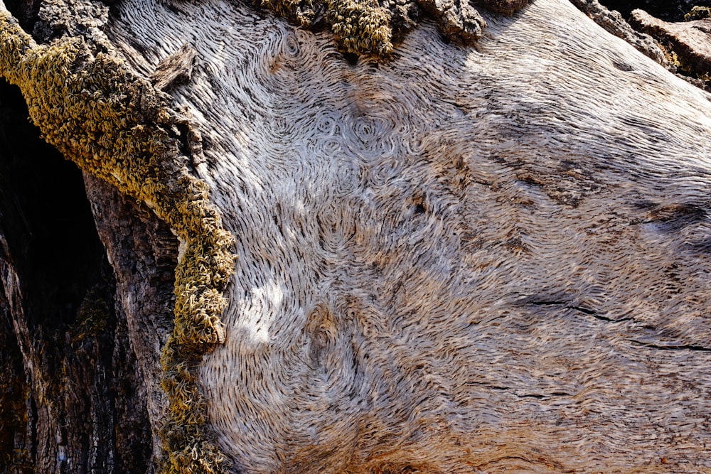 a close up of a tree trunk with moss growing on it