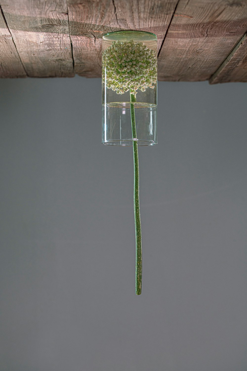 a flower in a vase suspended from a ceiling