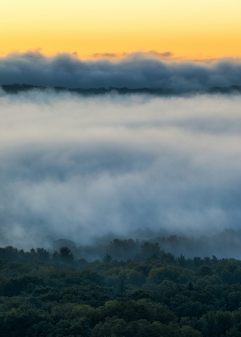 a plane flying over a forest covered in clouds