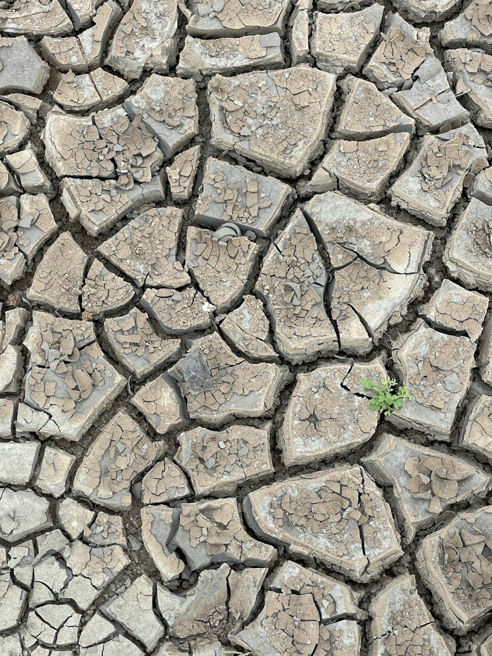 una macchia di terra con una pianta che cresce in essa