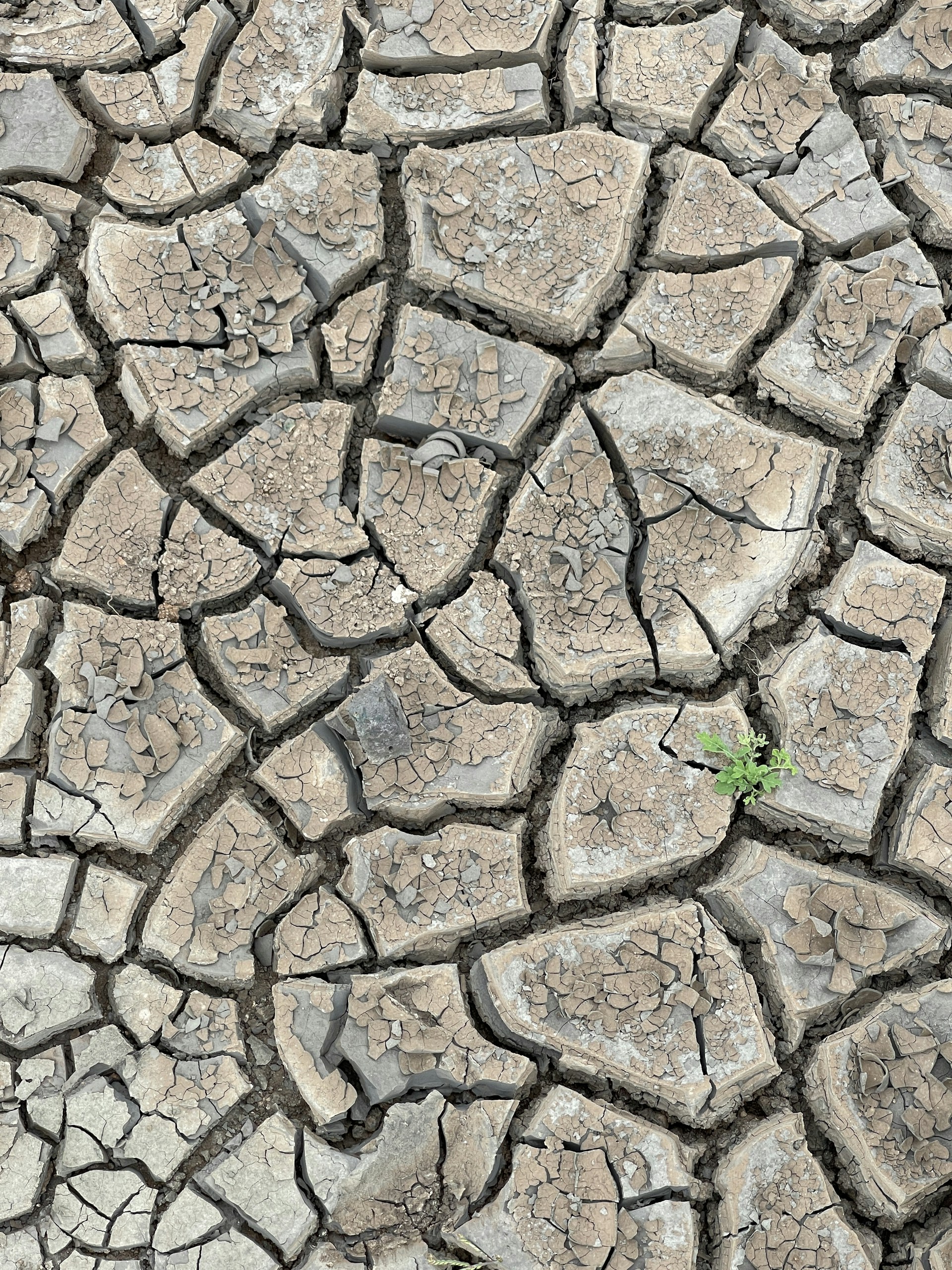 a patch of dirt with a plant growing in it
