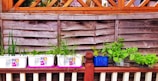 View of a garden area with wooden fencing in the background, featuring several small plant pots on a shelf. The pots contain various green plants and herbs, including tall grasses and leafy greens. The overall setup appears organized and well-maintained.
