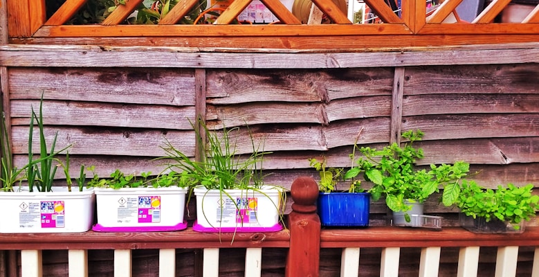 View of a garden area with wooden fencing in the background, featuring several small plant pots on a shelf. The pots contain various green plants and herbs, including tall grasses and leafy greens. The overall setup appears organized and well-maintained.