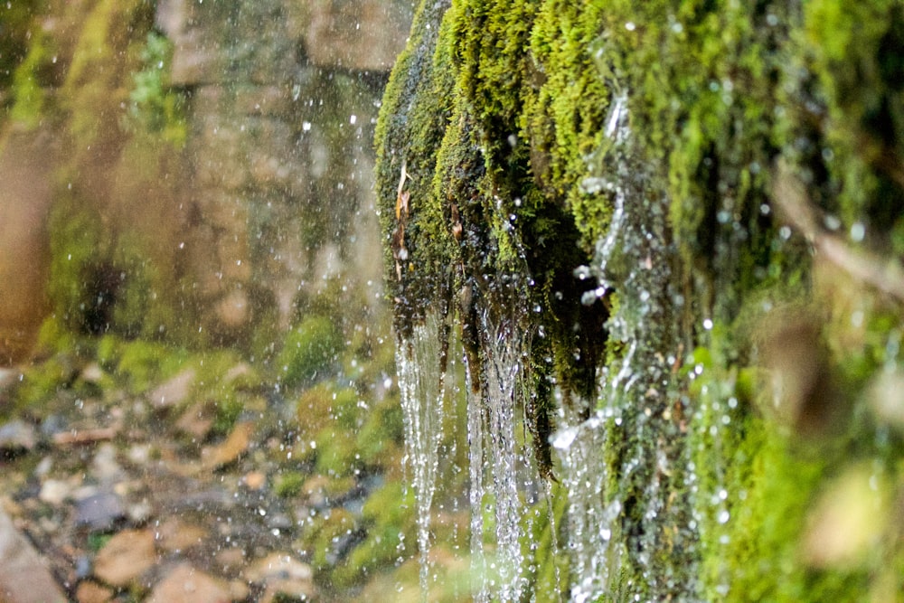 a close up of a moss covered wall