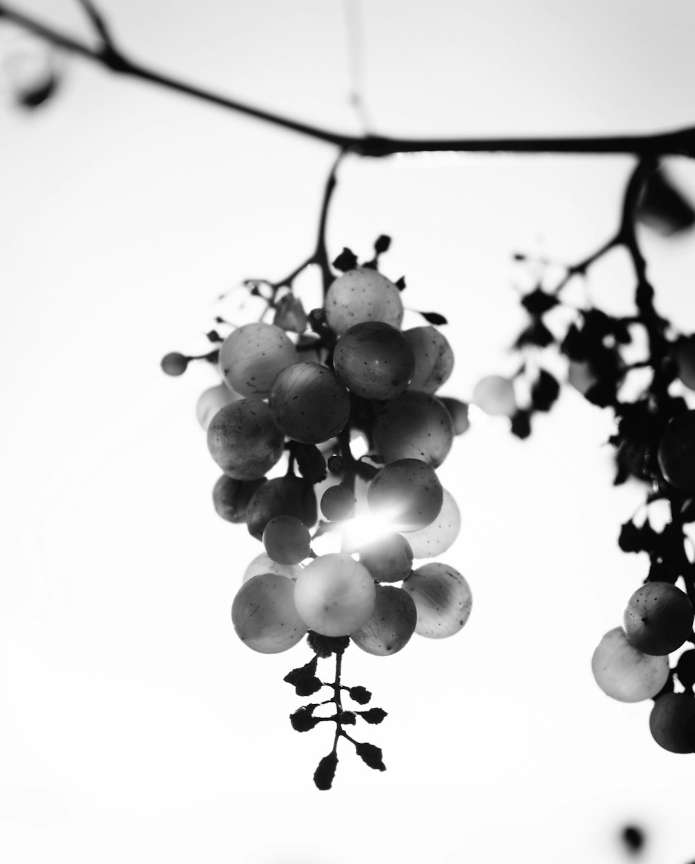 a bunch of grapes hanging from a tree