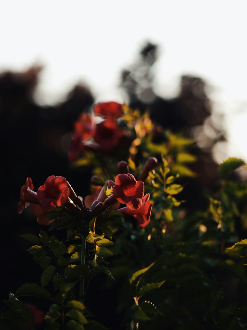 un arbusto con flores rojas y hojas verdes