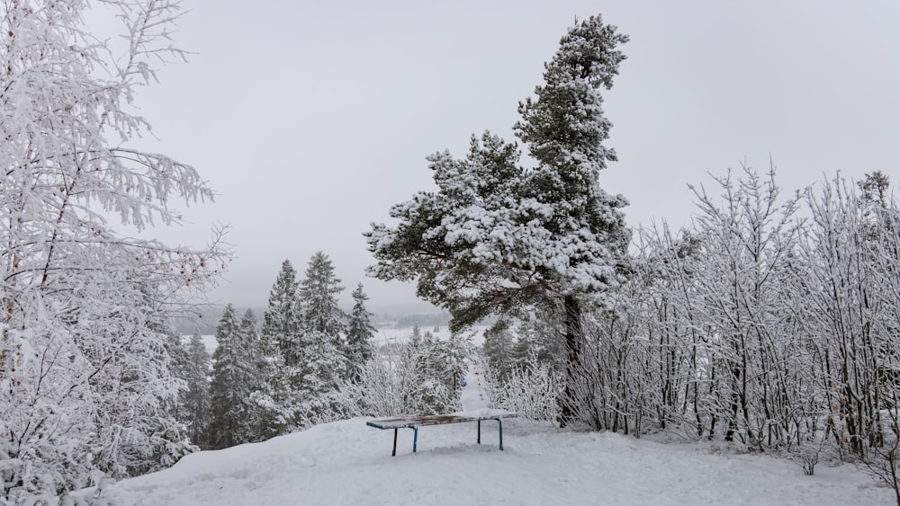 a picnic table in the middle of a snowy forest