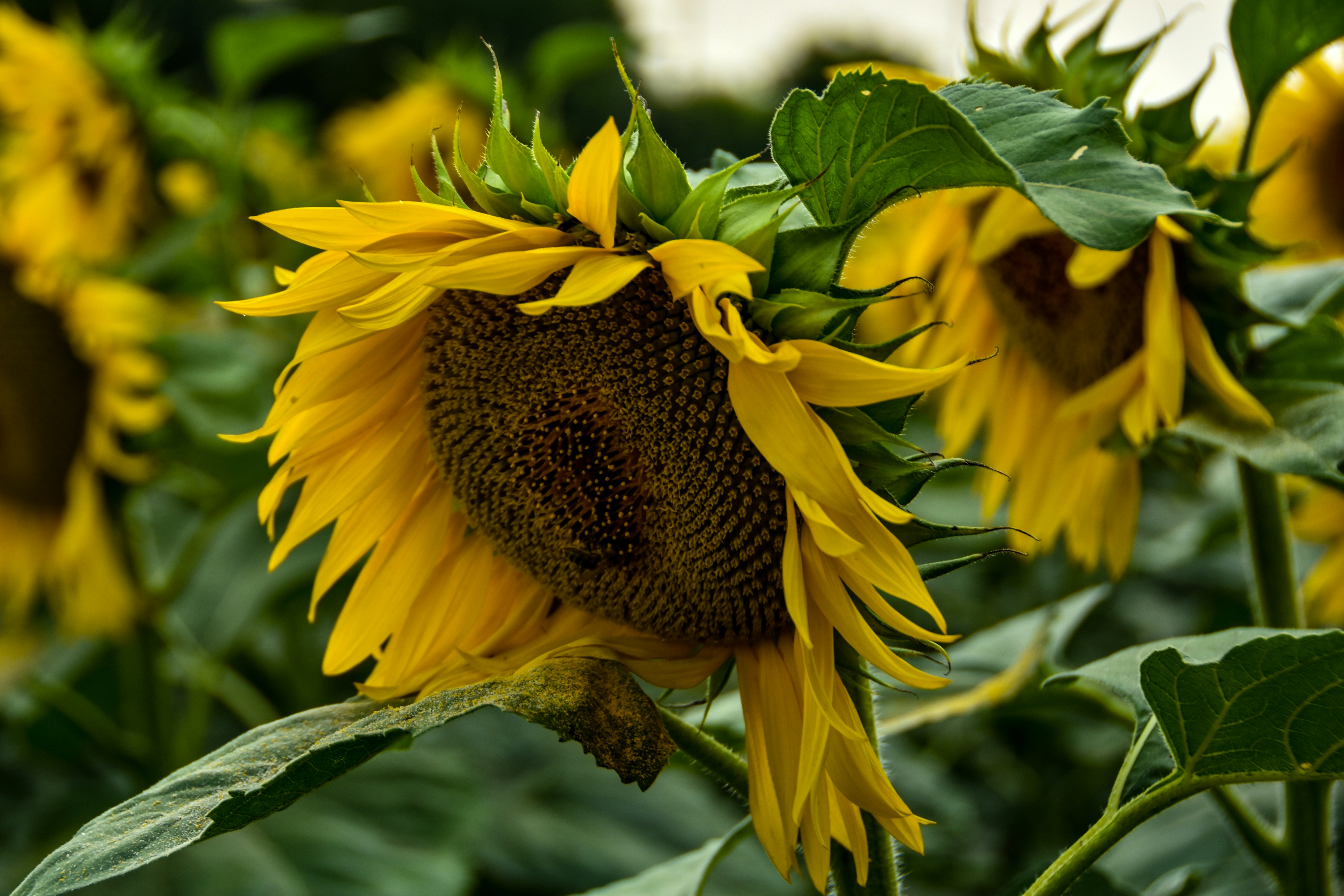 Photo by motaztawfik