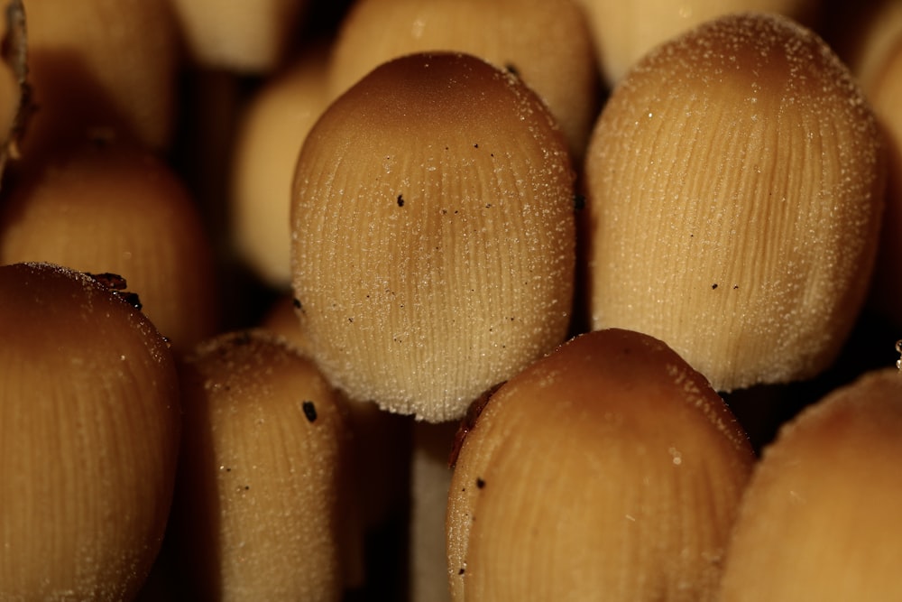 a close up of a bunch of mushrooms