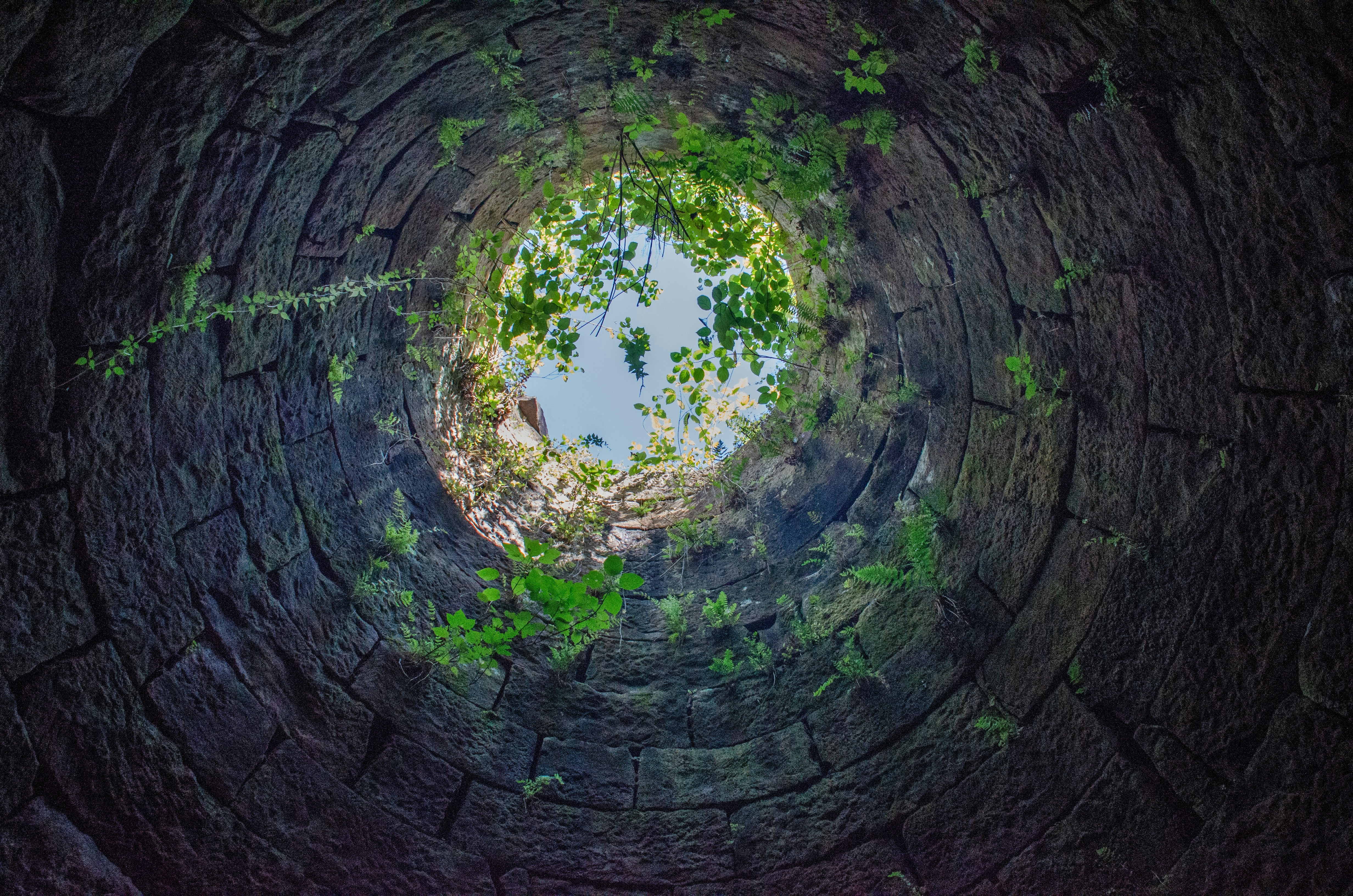 a hole in the ground with a tree growing out of it