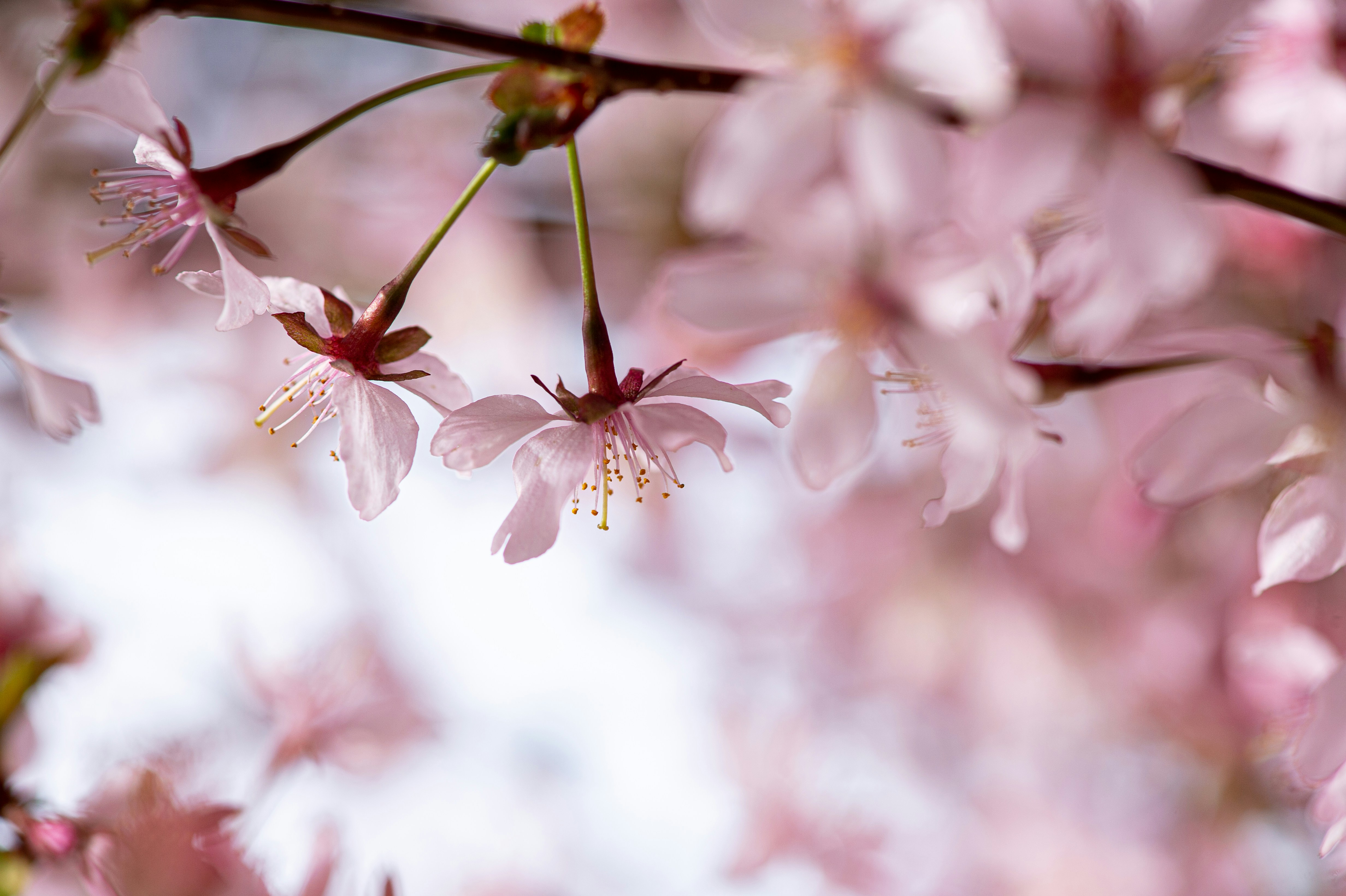 Photo by sandra_oberer