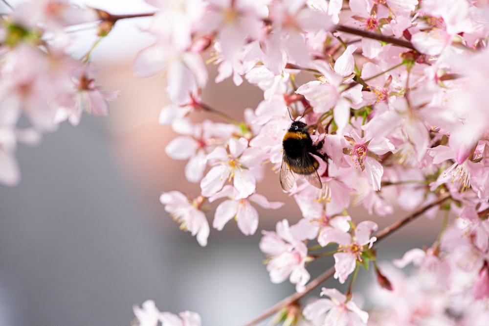 a bee is sitting on a pink flower