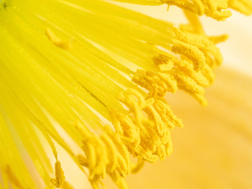 a close up of a yellow flower with water droplets