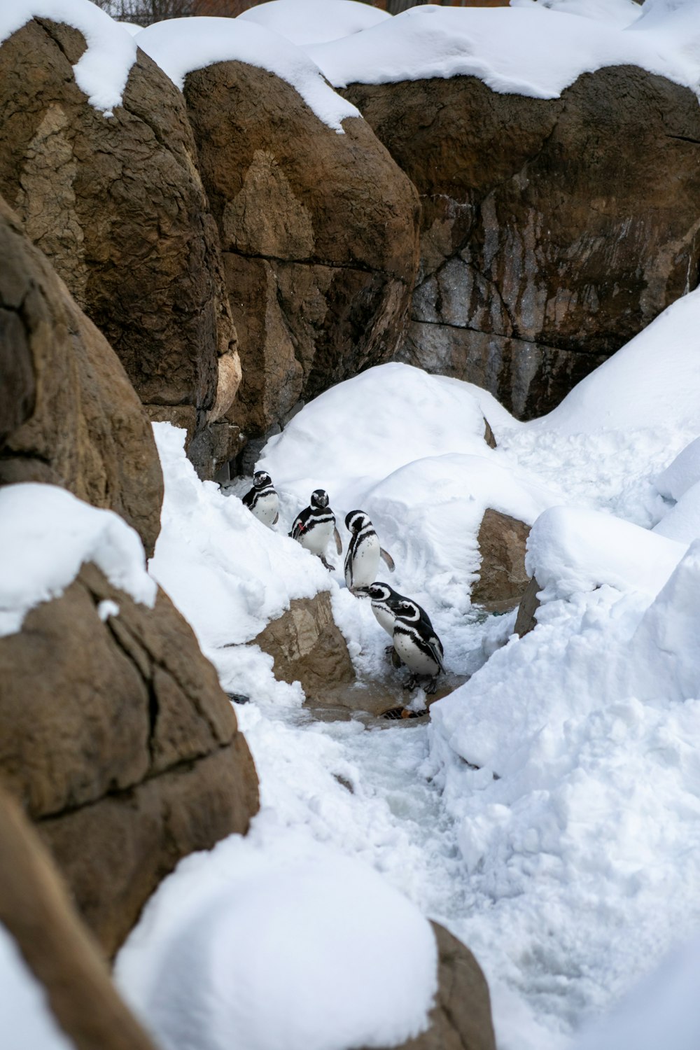 a couple of penguins are walking in the snow