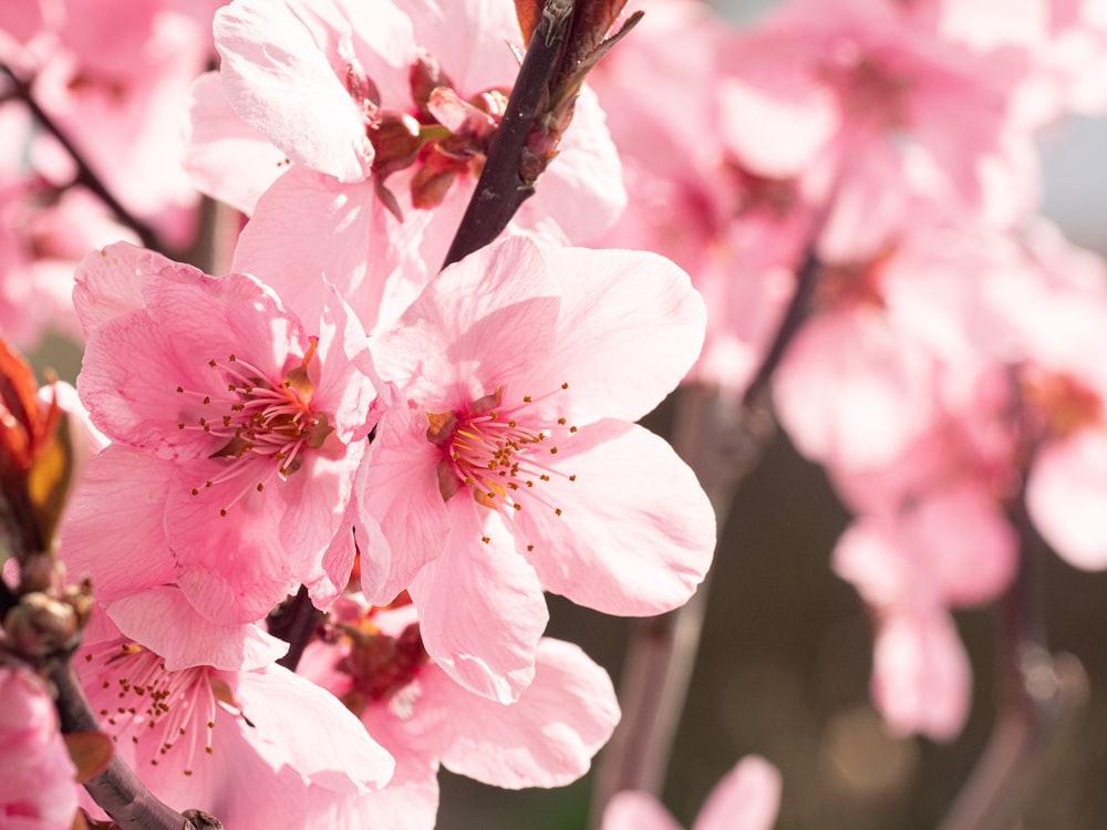 a bunch of pink flowers that are on a tree