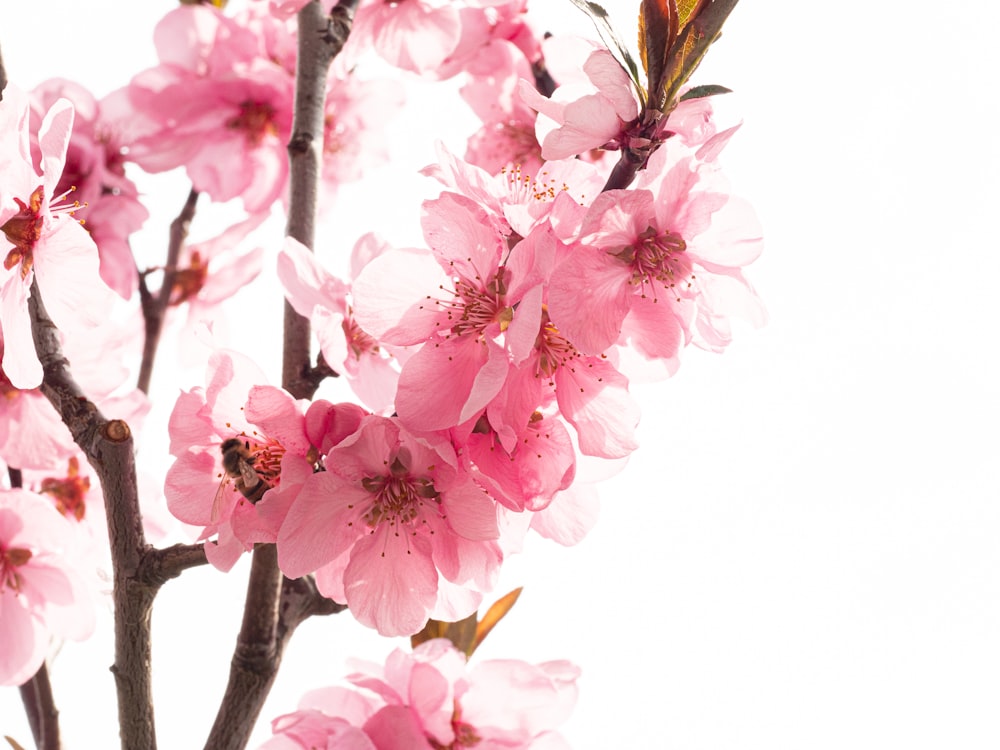 a close up of a tree with pink flowers