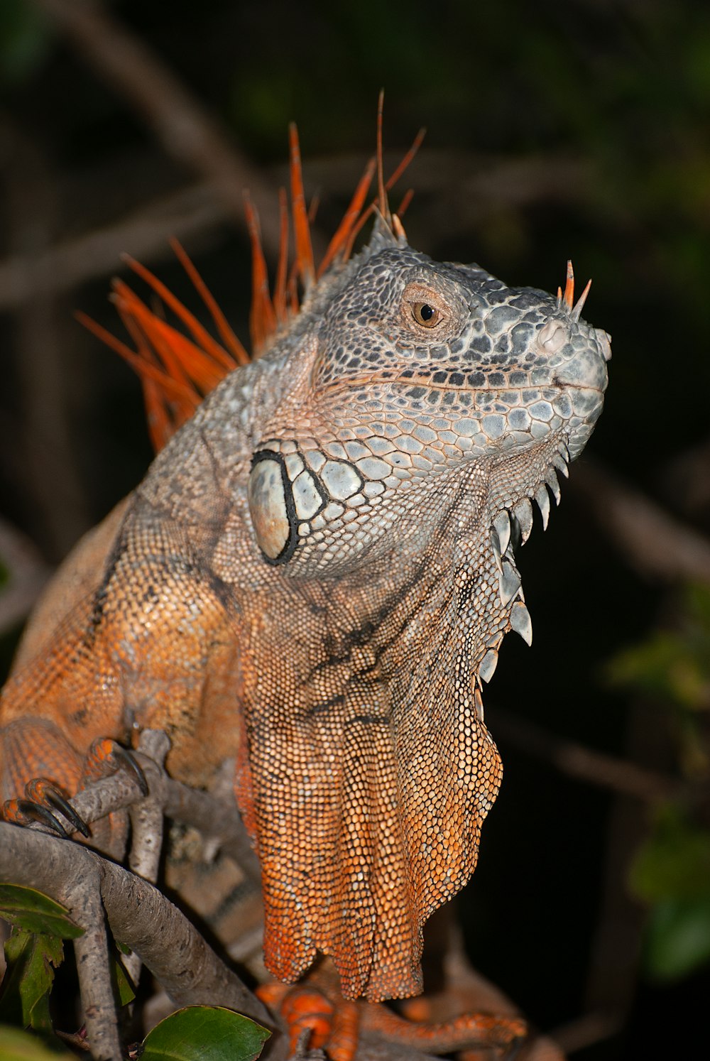 a close up of a lizard on a tree branch