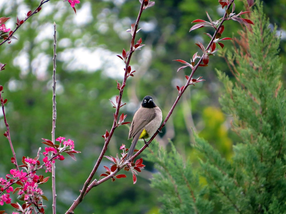 a bird sitting on a branch of a tree